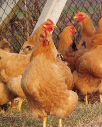 Galli e galline robusta lionata