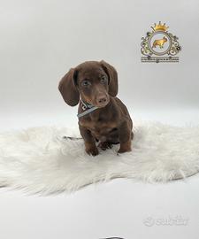 Strepitoso Bassottino Choco