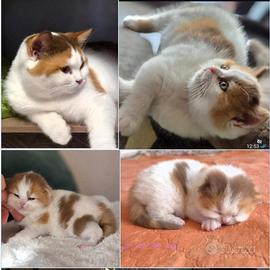 British shorthair