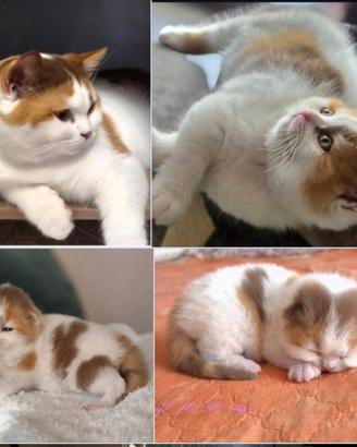 British shorthair