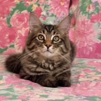 Meraviglioso cucciolo pura razza gatto siberiano