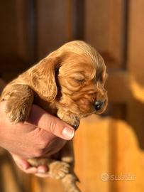 FEMMINUCCE di Cocker Spaniel
