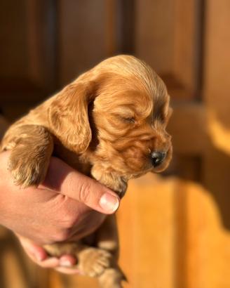 FEMMINUCCE di Cocker Spaniel
