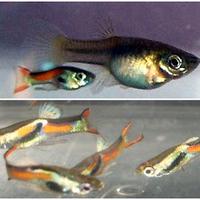 Guppy Endler/Poecilia wingei pesci acquario
