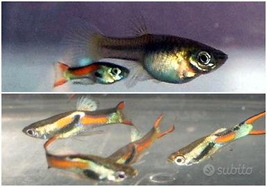 Guppy Endler/Poecilia wingei pesci acquario