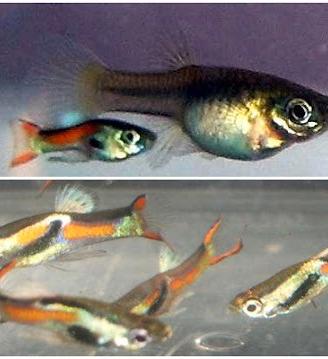 Guppy Endler/Poecilia wingei pesci acquario