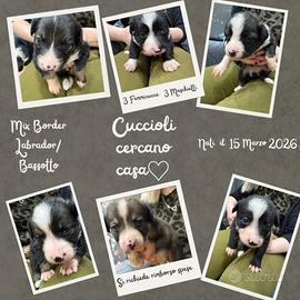 Cuccioli Mix Border Collie