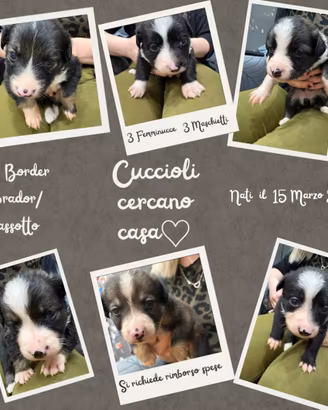 Cuccioli Mix Border Collie