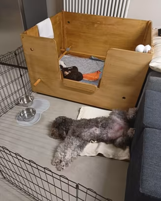 Box cassa parto cani T S/M