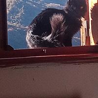 C.erco gatto maschio per monta