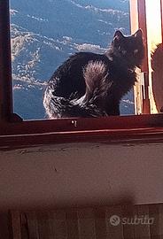 C.erco gatto maschio per monta