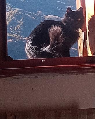 C.erco gatto maschio per monta