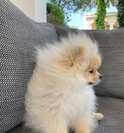 Pomerania