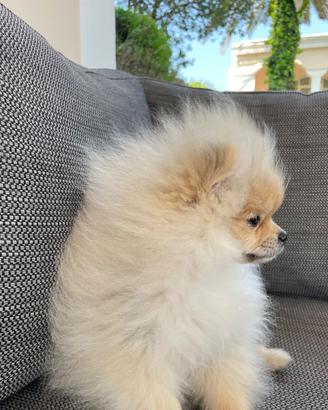 Pomerania