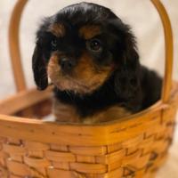 Cuccioli di cavalier king Charles spaniel