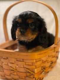 Cuccioli di cavalier king Charles spaniel