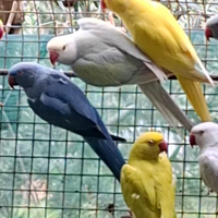 Parrocchetti del collare