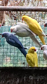 Parrocchetti del collare