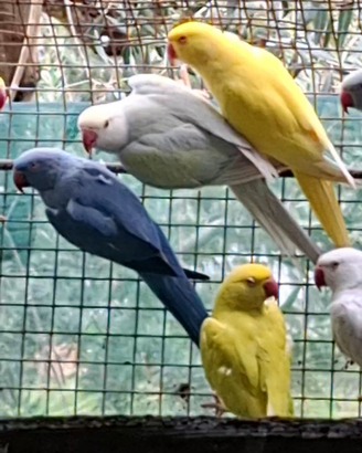 Parrocchetti del collare