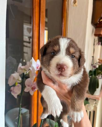 Australian Sheperd RedTricolor e RedMerle