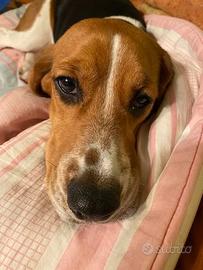 Femmina di beagle