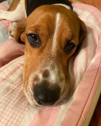 Femmina di beagle