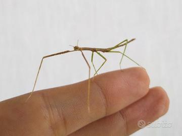 Insetti stecco - Medauroidea extredentata