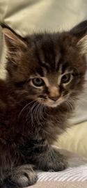Maine COON cucciolo