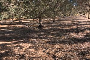 Terreno agricolo