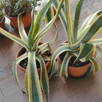 Agave variegate per il giardino al nord