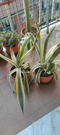 Agave variegate per il giardino al nord