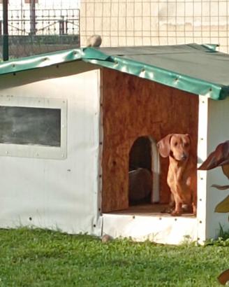 Casetta per cani di media/piccola dimensione