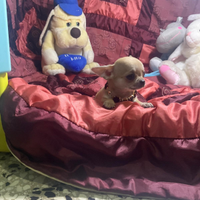 Cdar chihuahua mini Toy con pedigree