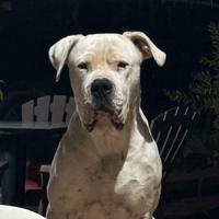 Dogo argentino