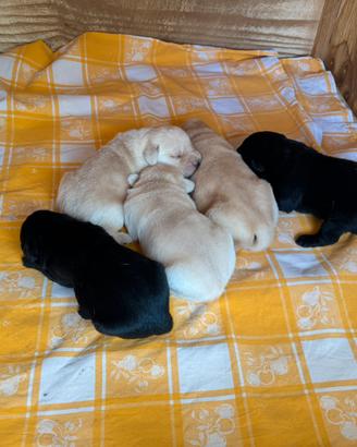 Cuccioli di labrador