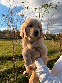 Golden Retriver
