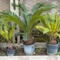 Cicas dai 15-20 euro