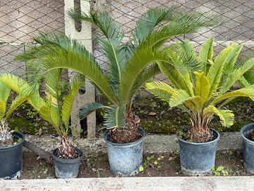 Cicas dai 15-20 euro