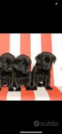 Cuccioli Labrador