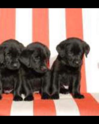 Cuccioli Labrador