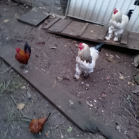 Gallo brhama Columbia