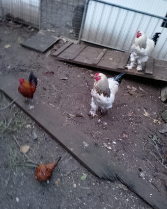 Gallo brhama Columbia