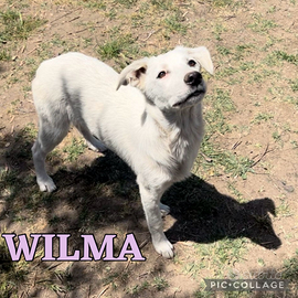 Wilma, cucciola futura taglia media