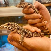 Baby tegu rosso