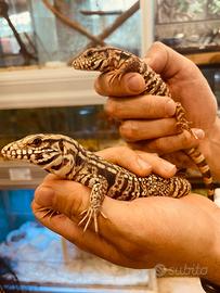 Baby tegu rosso