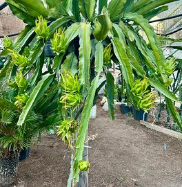Frutti del drago, cactus pitaya