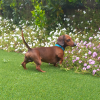 Bassotto nano pelo corto per monta