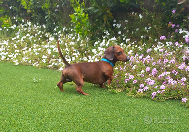 Bassotto nano pelo corto per monta