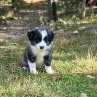 Border collie super pedigree