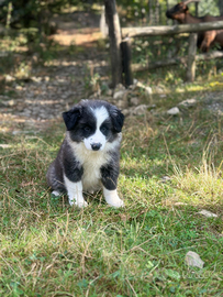 Border collie super pedigree